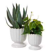 Load image into Gallery viewer, Scalloped Planter