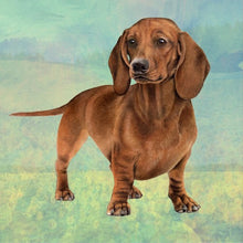 Load image into Gallery viewer, Pet Coasters