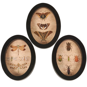 Insect Study Set