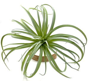 Large Light Green Airplant