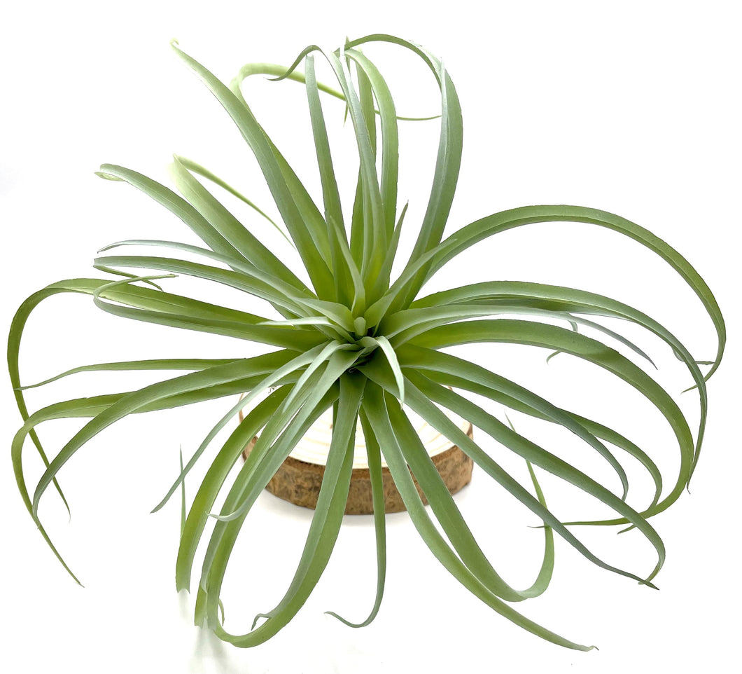 Large Light Green Airplant