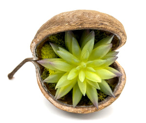 Seedpod with Succulent