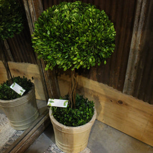 Boxwood Potted Topiary Plant